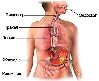 Где Находится Пищевод У Человека Фото