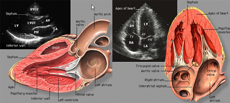 echocardiography