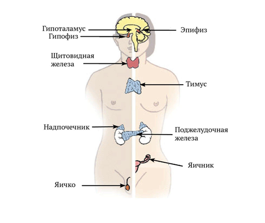 Гормонотерапия