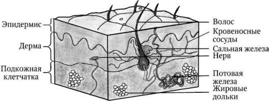 Строение кожного покрова