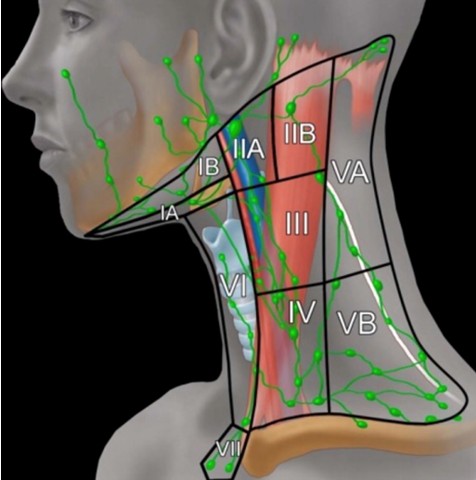 Лимфоузлы Лимфоузлы