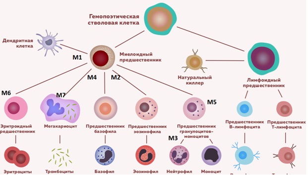 Схема гемопоэза с клетками предшественниками острого миелоидного лейкоза Схема гемопоэза с клетками предшественниками острого миелоидного лейкоза
