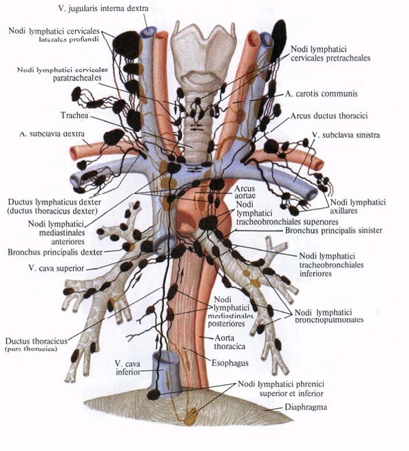 Предраковые заболевания