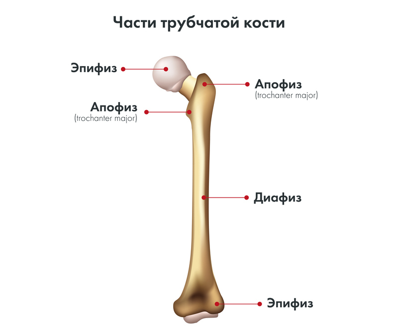 Части трубчатой кости Части трубчатой кости