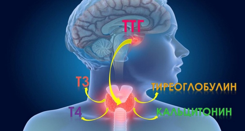 Щитовидная железа