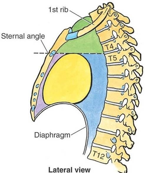 Средостение Средостение