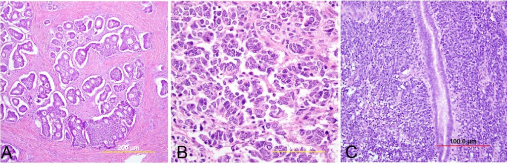Цитологическое исследование
