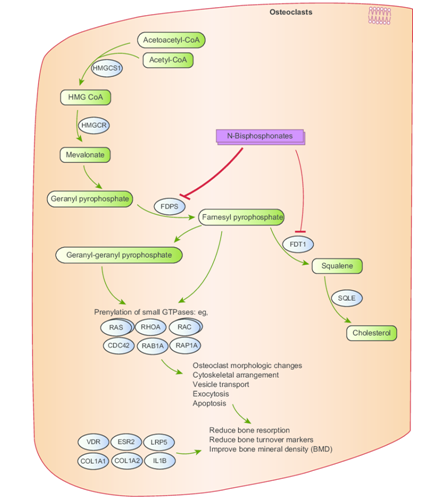 Рис. 8: Иллюстрация механизма действия бифосфонатов. Продемонстрировано угнетение фарнезилфосфат-синтазы, приводящее к накоплению фарнезилпирофосфата в остокластов с последующей реализацией апоптоза и уменьшение выраженности костной резорбции