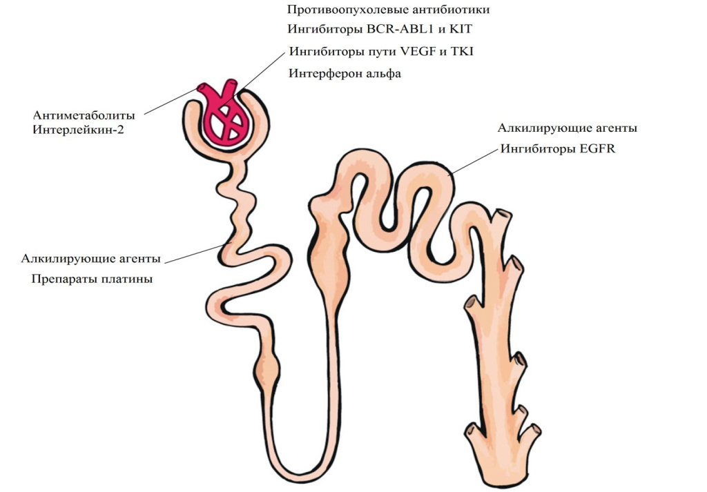 нефротоксичность нефротоксичность