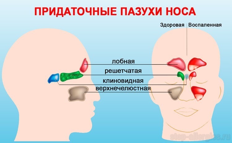 Строение носа
