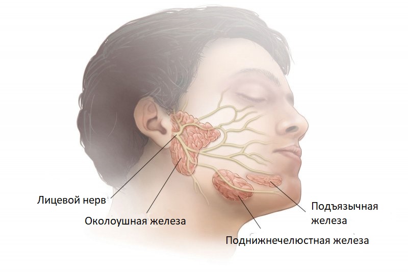Опухоли слюнных желез