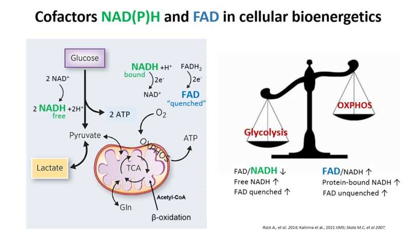 можно отслеживать метаболический ответ опухоли на химиотерапию