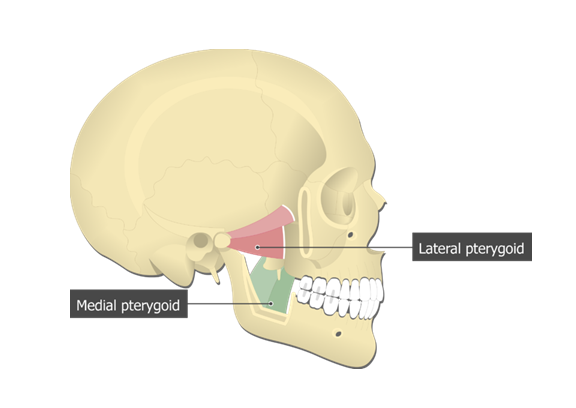 Медиальная (medial pterygoid muscle) крыловидная мышца Медиальная (medial pterygoid muscle) крыловидная мышца
