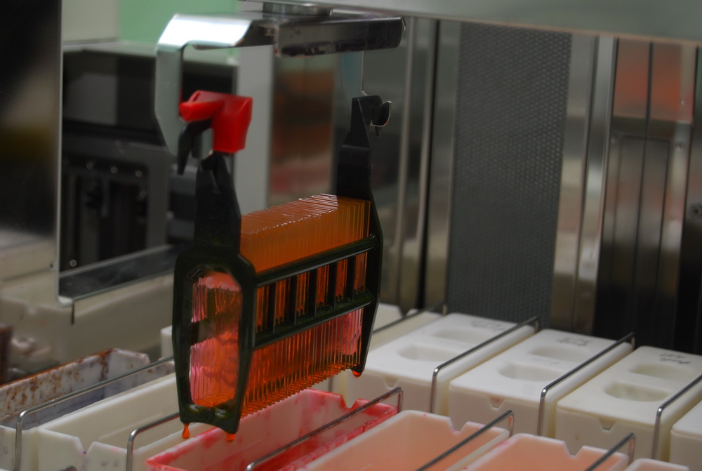 gistokont.jpg gistokont.jpg