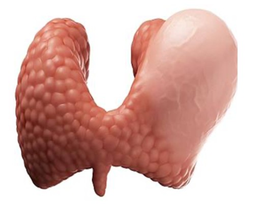 околощитовидные железы околощитовидные железы