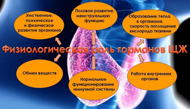 Физиологическая роль гормонов щитовидной железы