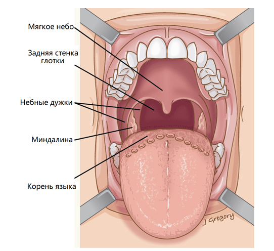 Анатомия ротоглотки Анатомия ротоглотки